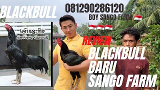 Download lagu REVIEW AYAM  BLACKBULL BARU SANGO FARM mp3