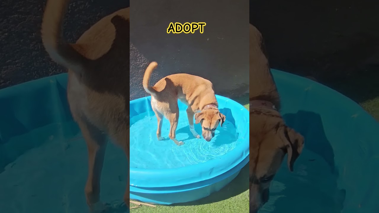 Enlarge Harley Scooby loves Toys, a Adoptable mixed breed in Huntington Beach, CA video 2/6