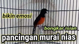 Download lagu pancingan murai batu nias bikin emosi gacor dan bongkar isian mp3
