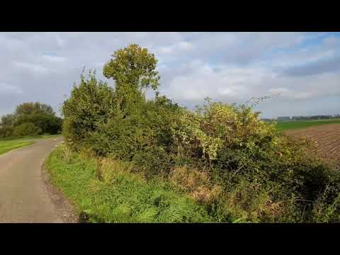 Hulst - Vogelwaarde , Zeeland Netherlands