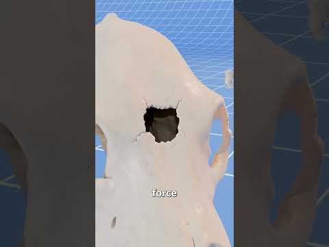 Could A Bear Skull Stop A Bullet? 🤔