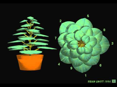 The mystery of the Fibonacci sequence