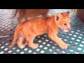 Lion Cub Roaring