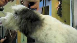 Grooming an aggressive dog