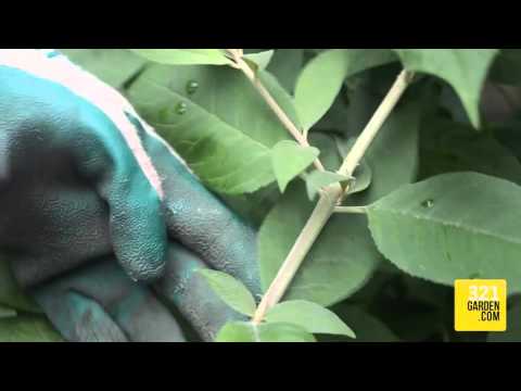321Garden Quick Tip: Pruning