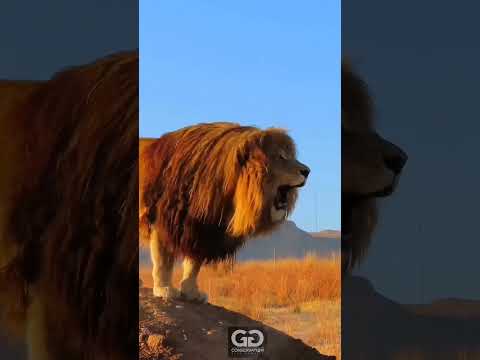 Big African Lion Roaring Very Loudly | Nouman Hassan |