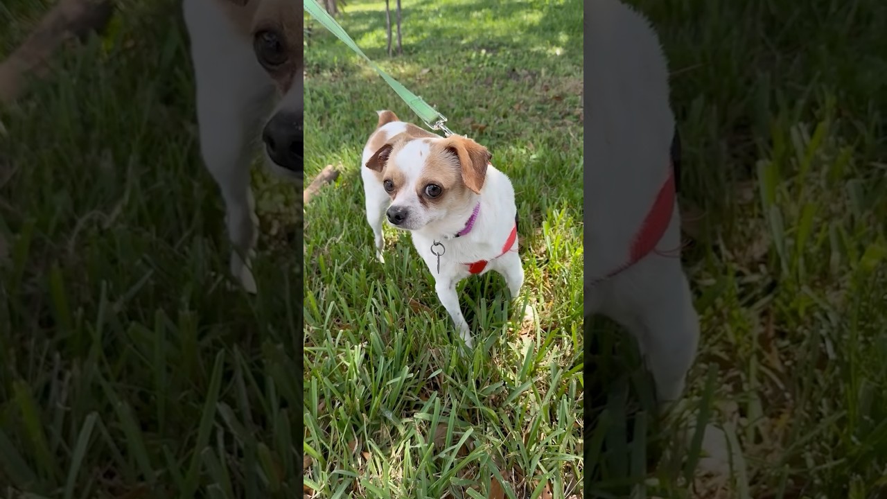 Little tiny BIJON is ready for adoption! #iheartradio #adoptdontshop