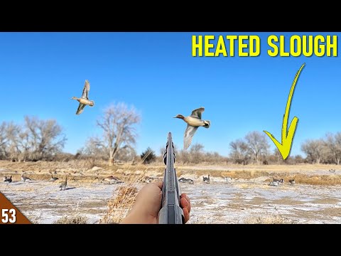 Hunting a HEATED SLOUGH in FRIGID Temps! (Limited Out) | Late Season Duck Hunting