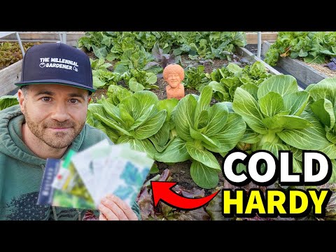 6 Extraordinary LEAFY GREENS That LOVE Cold Weather!