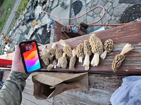 Morcheln 2025 | Mikroklima | 28. April | Zählung Nr. 15