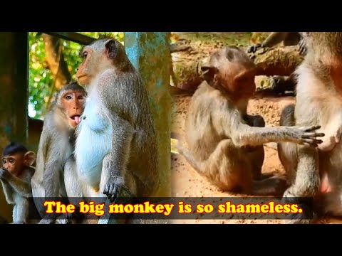 Such a big monkey still wants to suckle from its mother, it is so shameless.