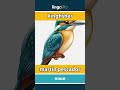 kingfisher - martín pescador video thumbnail