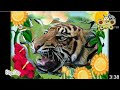 The Amazing World Baby Tv Tiger Verison Highlander Techomagia Studios Jacob Lawrence Moreno