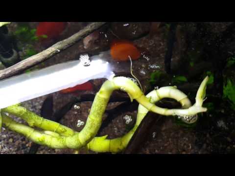 My Guppy Fish Planted Aquarium discus fish tank.