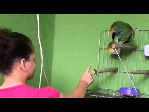 Fred tricolor papagaio cantador