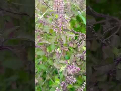 Tulasi manjari #tulasimanjari #tulasiseeds #youtubeshorts #trendingshorts #ayodhya #nature #puri #9