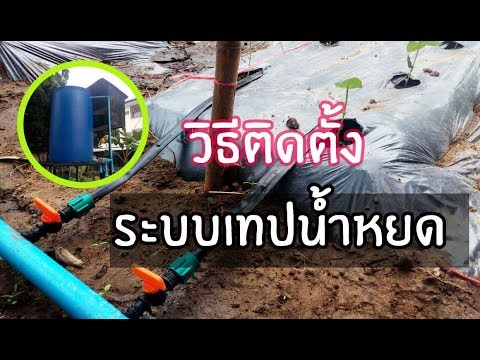 การรักษาความอ่อนแอในอิสราเอล ความอ่อนแอและน้ำผึ้ง