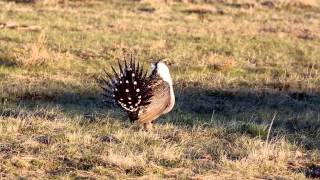 preview picture of video 'Greater Sage-Grouse'