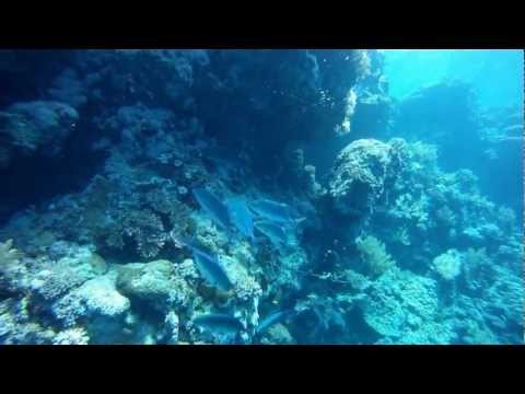 Elphinstone/Rocky-Zabargad/Oceanic white tips-Red Sea.AVI