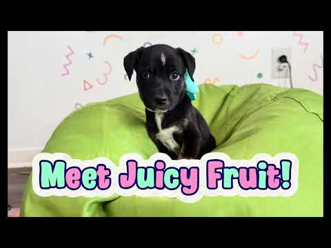 Dog for adoption - Juicy Fruit Gum, a German Shepherd Dog &amp; Labrador Retriever Mix in Nashville ...
