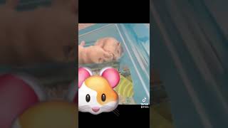 一緒に仲良くおねんね