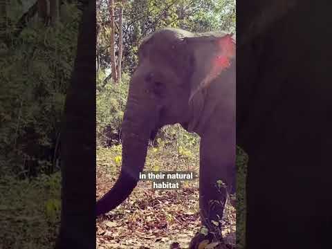 Elephants in the wild #safari #nature