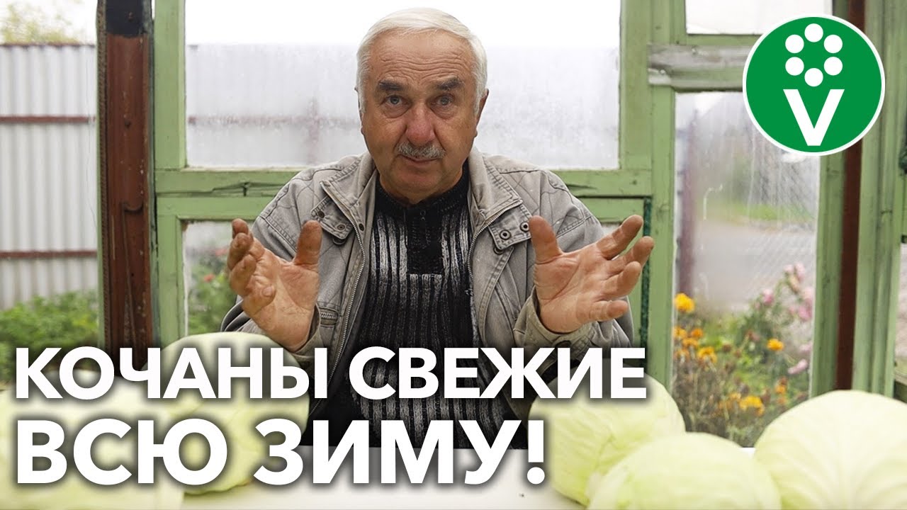 КАК ХРАНИТЬ КАПУСТУ ЗИМОЙ?! С этими способами она всегда будет на вашем столе!
