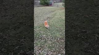 Video preview image #1 Pom-Shi Puppy For Sale in Belleuve, NE, USA