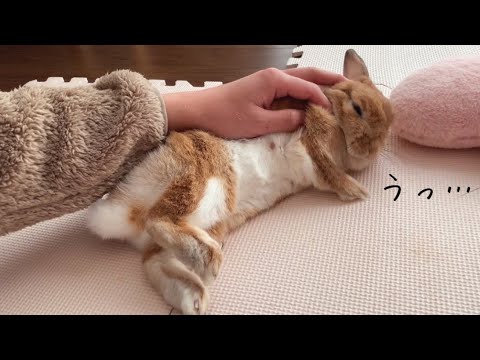 ママのウサギなしで独立して新生ウサギを養う方法 ママのウサギなしで独立して新生ウサギを養う方法