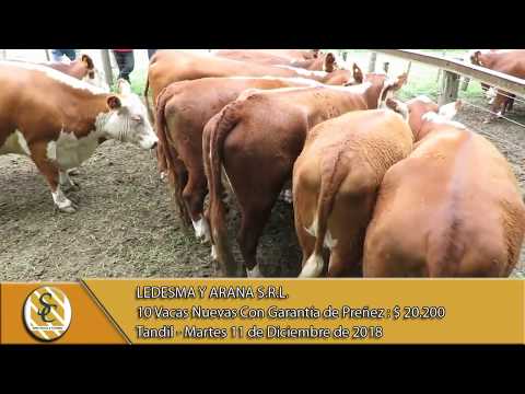 11-12-18 Venta de Vientres - Ledesma y Arana SRL - Tandil
