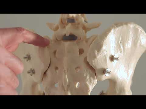 Complaints of the sacroiliac joint