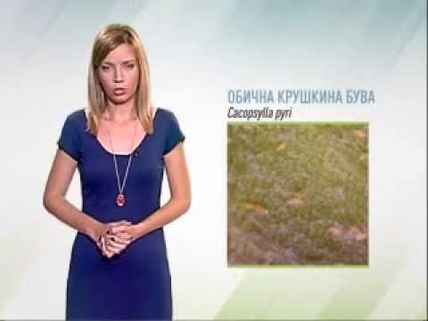 Zelena prognoza, 1.7.2015. - O stanju u zasadima krušaka