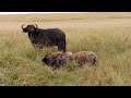 Buffalo mother just watches as hyenas eat her calf