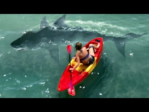 水着美女に襲いかかる巨大ザメ！映画『ホワイトシャーク 海底の白い死神』予告編