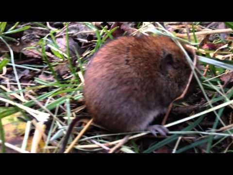 Wild Vole!