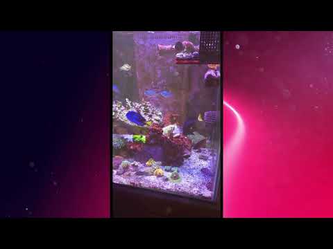 SBB corals Video Review 13