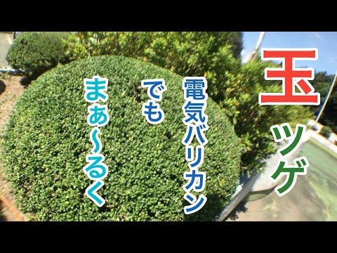 ツゲの穿孔者との戦闘に成功する トピックス