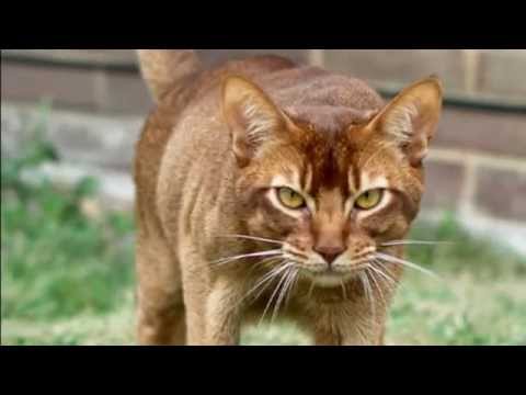 Abyssinian Cat Meow