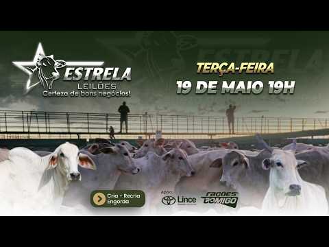 ESTRELA LEILÕES  - AO VIVO - 19/05/2026  -  19H - MORRINHOS - GOIÁS