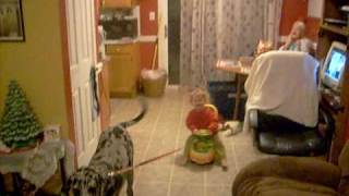 daisy the great dane