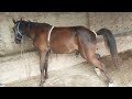 Horse Pee Horse Peeing