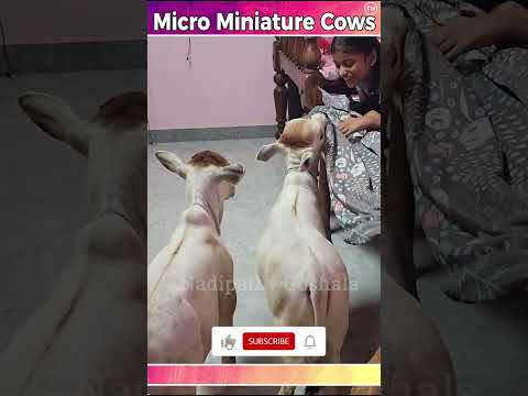 , title : 'Micro & Miniature cows house #short #yt #good #indian #shorts #video #cute #baby #cow'