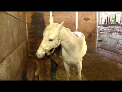Orphaned foal saved by another mare's milk