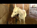 Orphaned Foal Saved By Another Mare S Milk