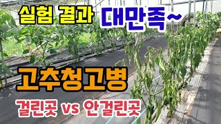 고추청고병 원인만 알면쉽다 예방방법 실험결과 부직포멀칭과 비닐멀칭 비교 고추청고병풋마름병 발생 차이가큽니다.