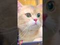Cute baby kitten 😍😱🥰 #shorts - Lovely Kittens Cute baby kitten 😍😱🥰 #shorts