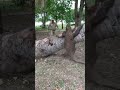 Wild Aggressive Komodo Dragon
