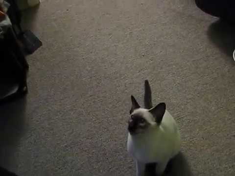 Siamese Kitten Playing Fetch