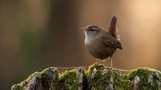 Download lagu Lagu Burung Wren - Suara Alam dan Burung | 10 Jam mp3 Download lagu Lagu Burung Wren - Suara Alam dan Burung | 10 Jam mp3