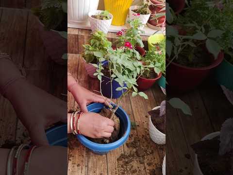 Repotting of rose 🌹🌹// plant repotting update -18#balconygarden #repotting #rose